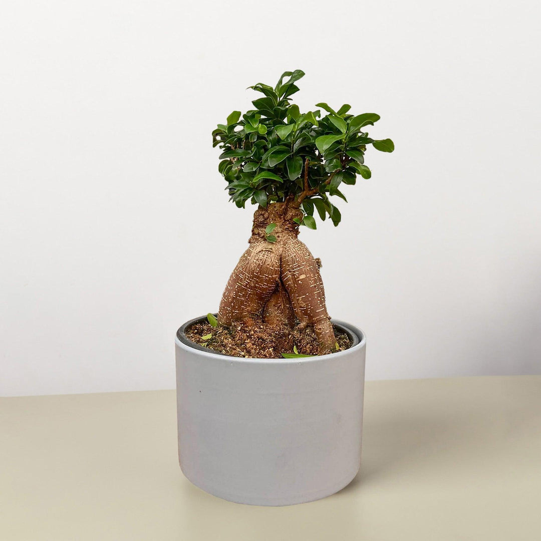 Ficus 'Ginseng' - Casey & Company