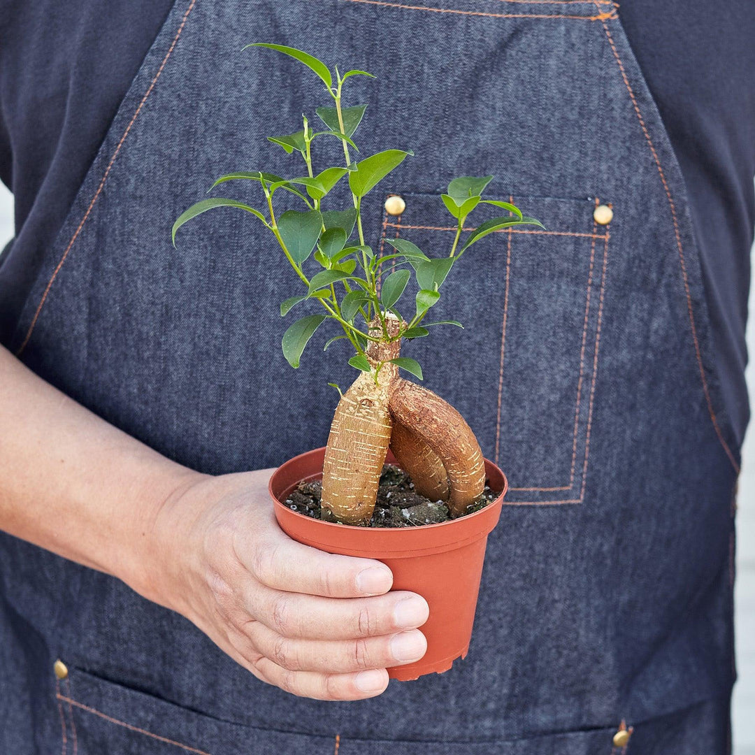 Ficus 'Ginseng' - Casey & Company