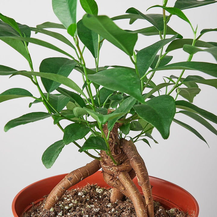 Ficus 'Ginseng' - Casey & Company