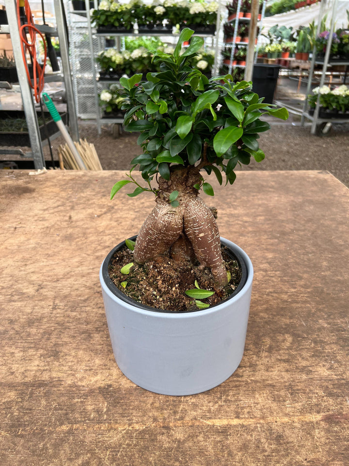 Ficus 'Ginseng' - Casey & Company