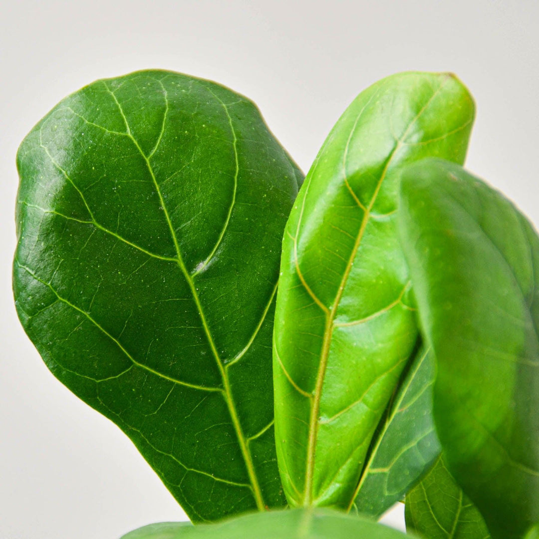 Ficus Lyrata 'Fiddle Leaf Fig' - Casey & Company