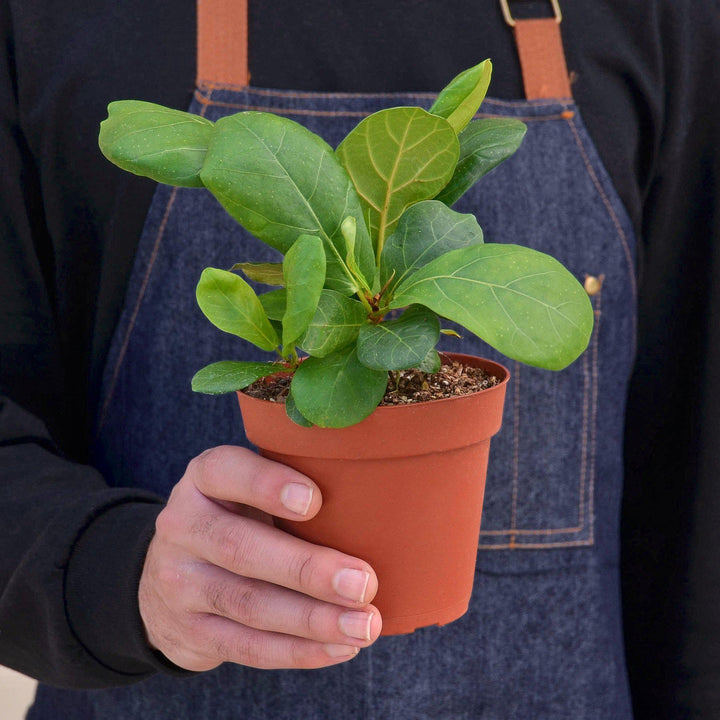 Ficus Lyrata 'Fiddle Leaf Fig' - Casey & Company