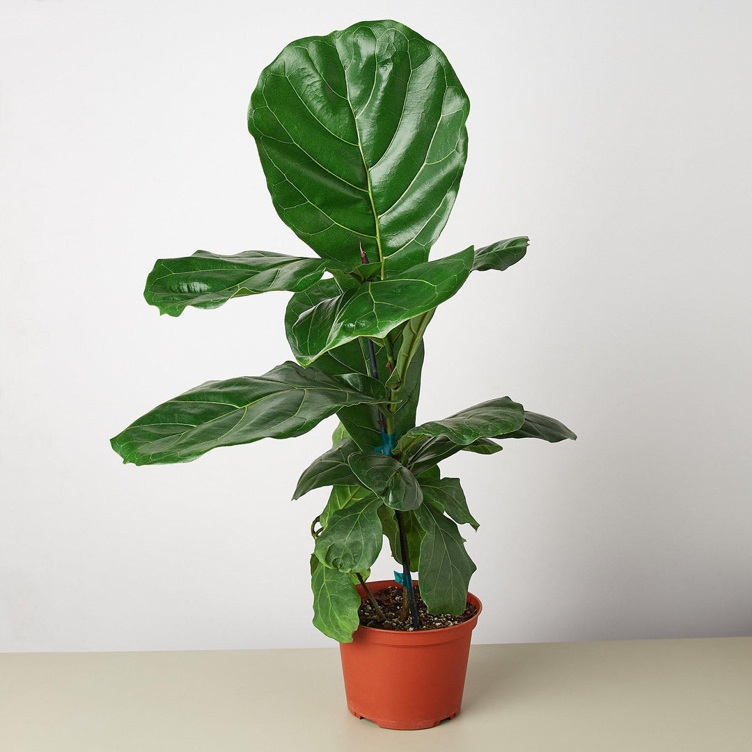 Ficus Lyrata 'Fiddle Leaf Fig' - Casey & Company