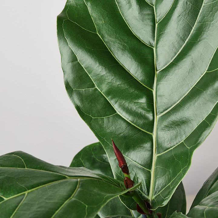 Ficus Lyrata 'Fiddle Leaf Fig' - Casey & Company