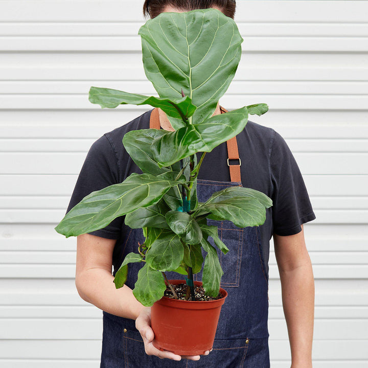 Ficus Lyrata 'Fiddle Leaf Fig' - Casey & Company