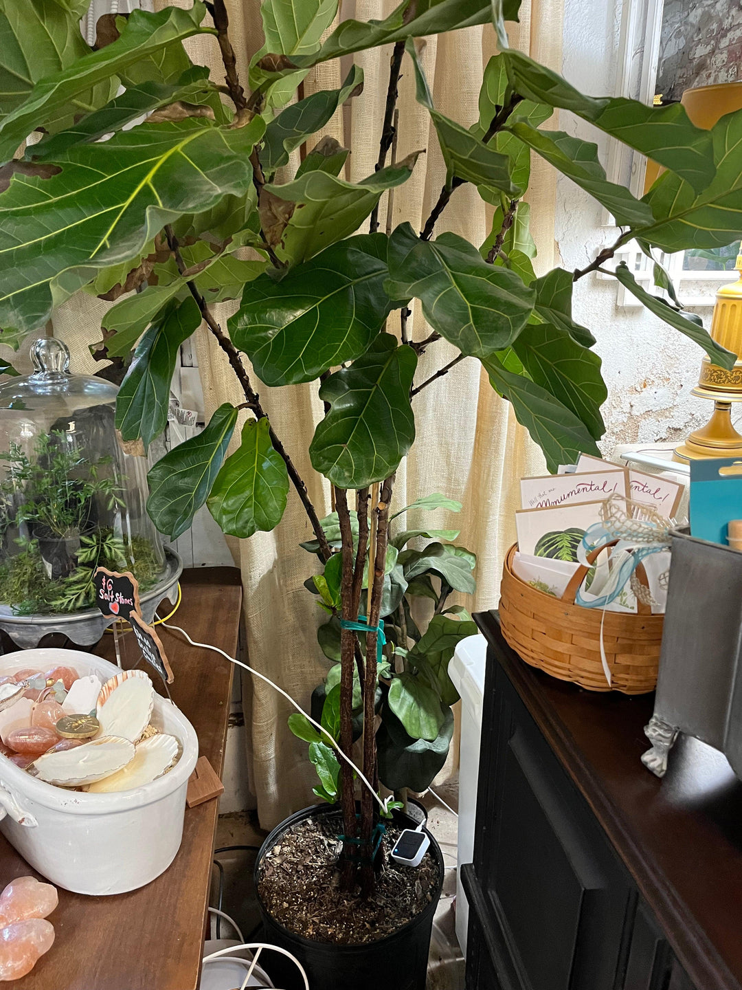 fiddle leaf fig stone Ficus Lyrata 'Fiddle Leaf Fig'