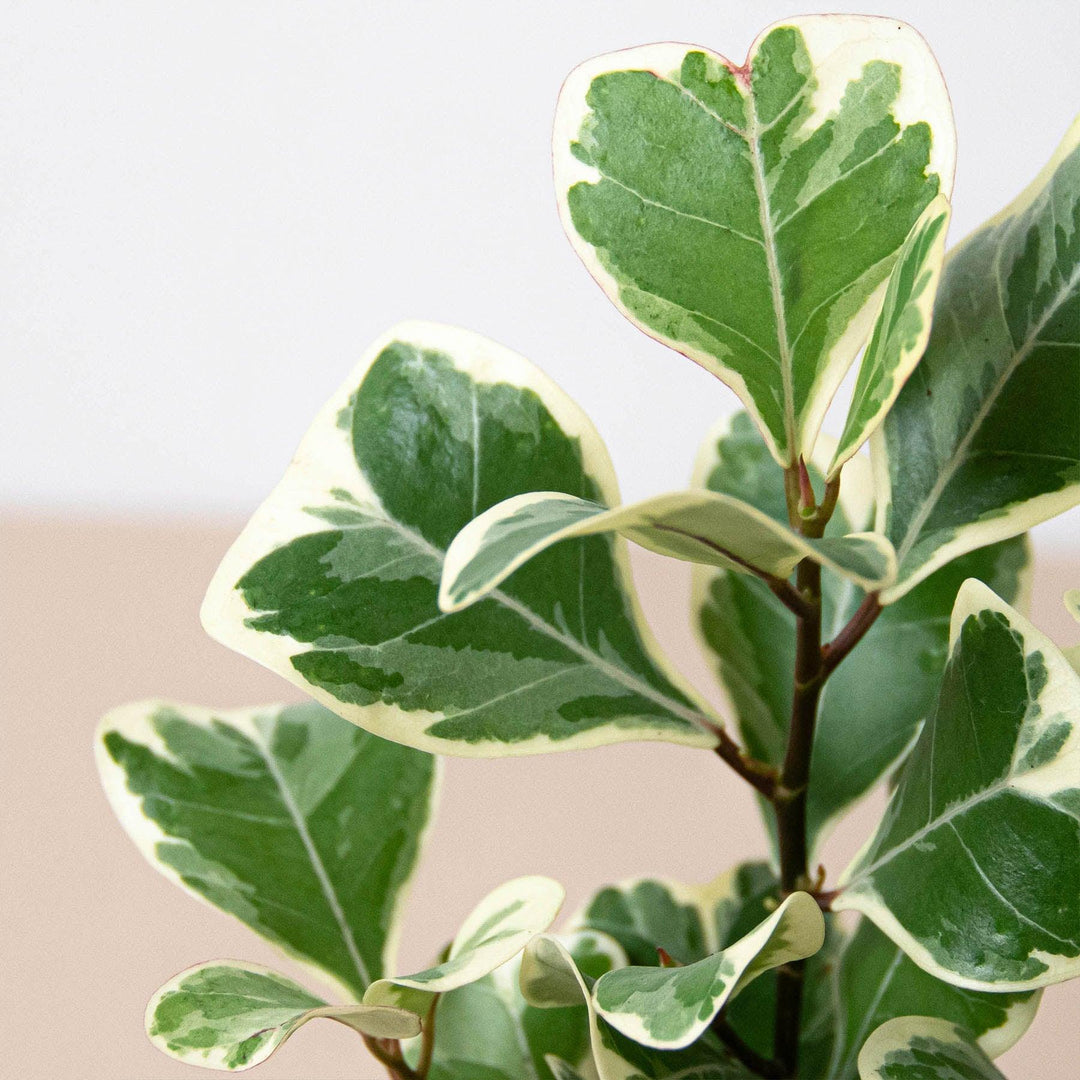 Ficus 'Triangularis Variegated' - Casey & Company