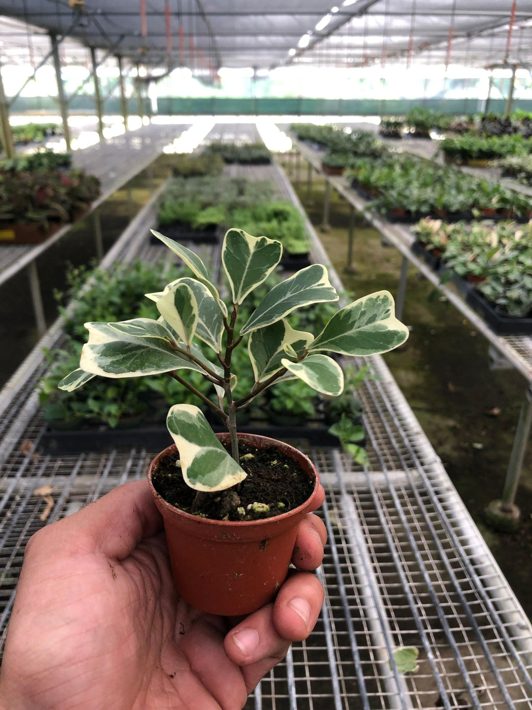 Ficus 'Triangularis Variegated' - Casey & Company