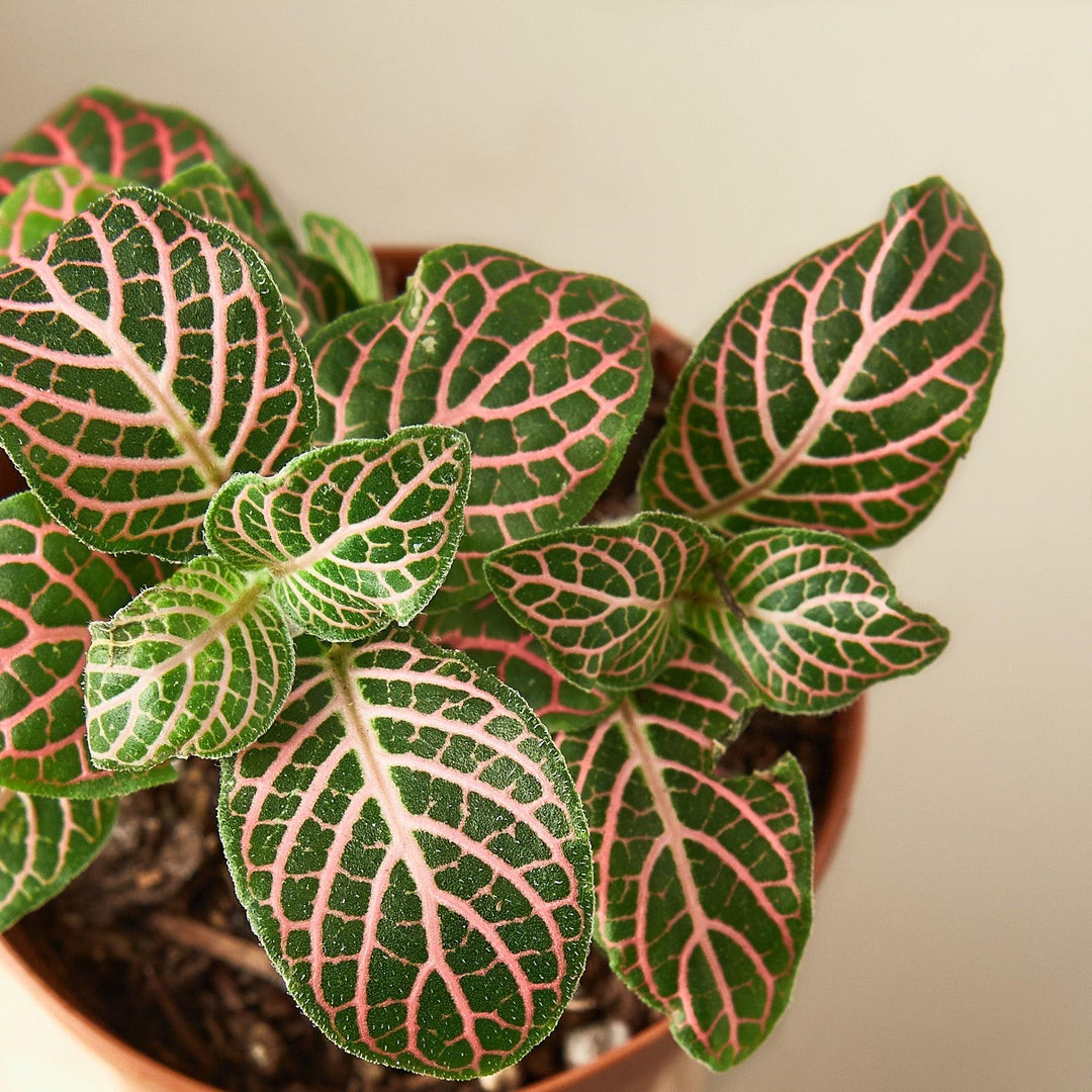 Fittonia 'Pink' - Casey & Company