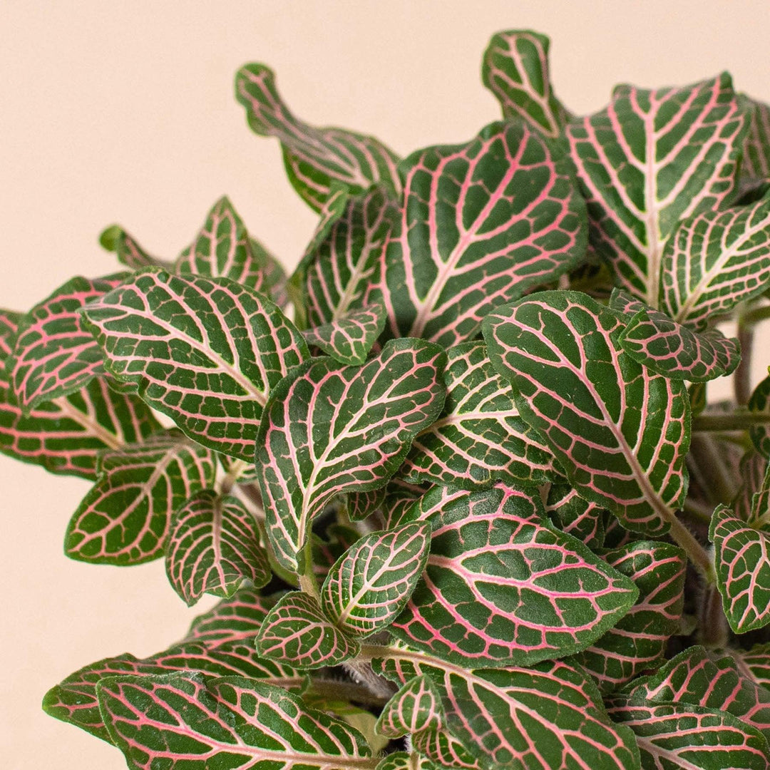 Fittonia 'Pink' - Casey & Company