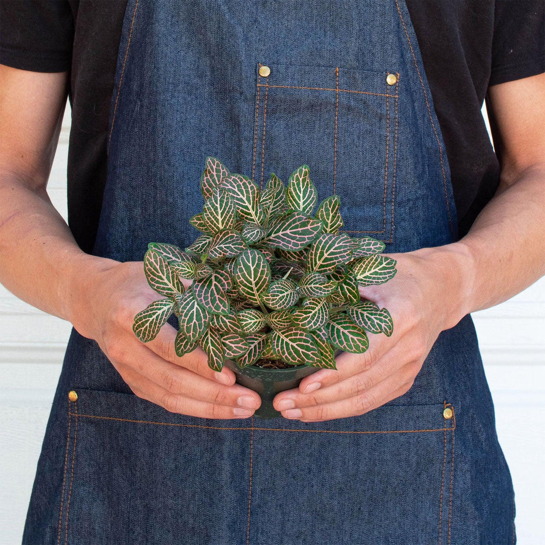 Fittonia 'Pink' - Casey & Company