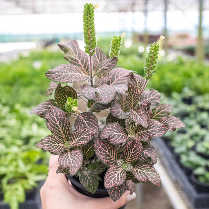 Fittonia 'Pink' - Casey & Company