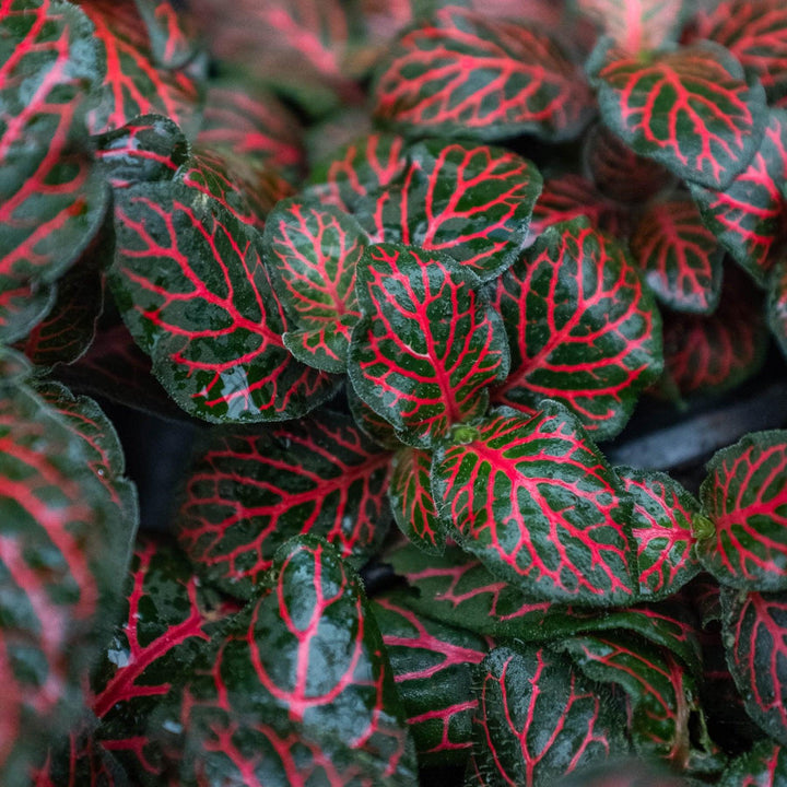 Fittonia 'Red' - Casey & Company