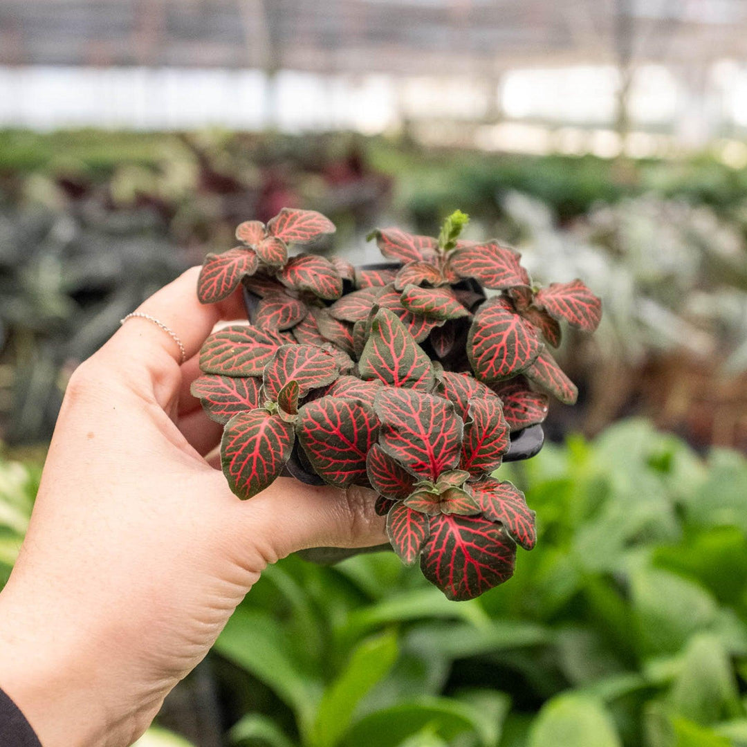 Fittonia 'Red' - Casey & Company