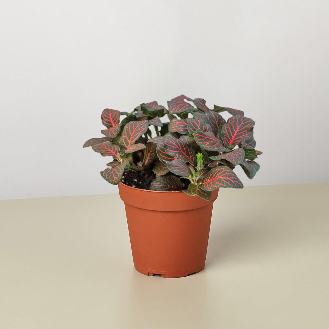 Fittonia 'Red' - Casey & Company