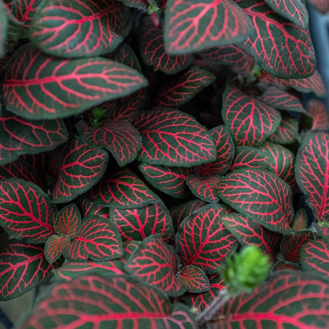 Fittonia 'Red' - Casey & Company