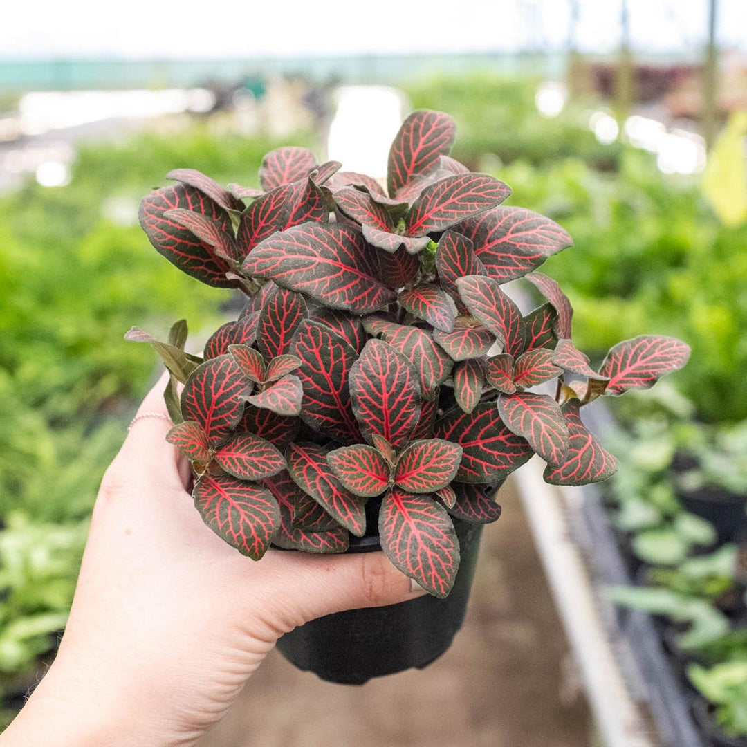 Fittonia 'Red' - Casey & Company