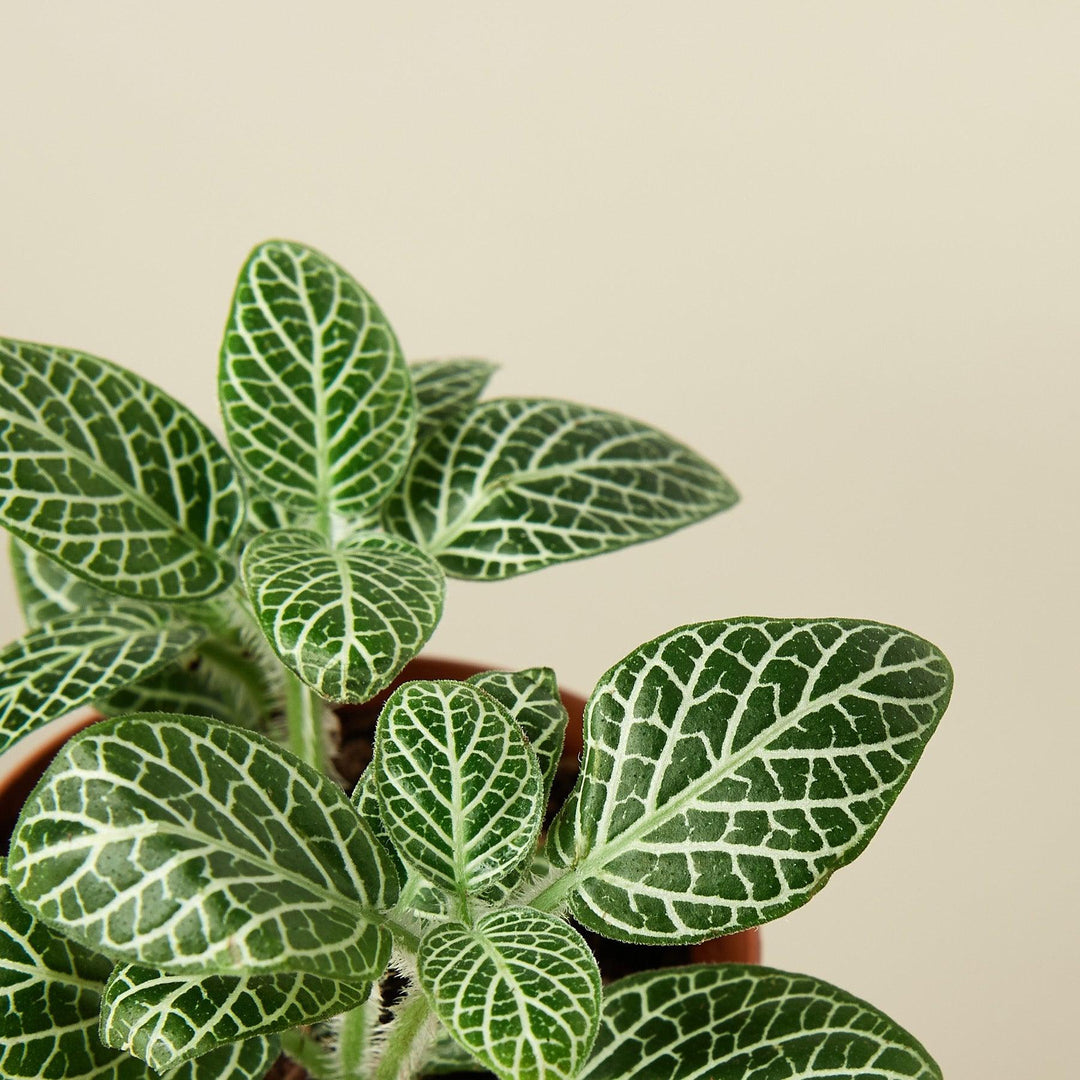 Fittonia 'White' - Casey & Company