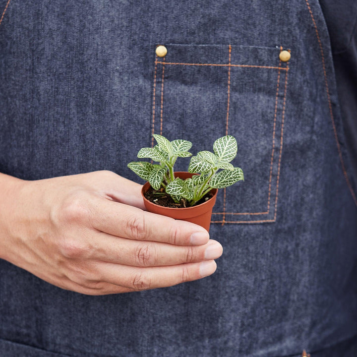 Fittonia 'White' - Casey & Company