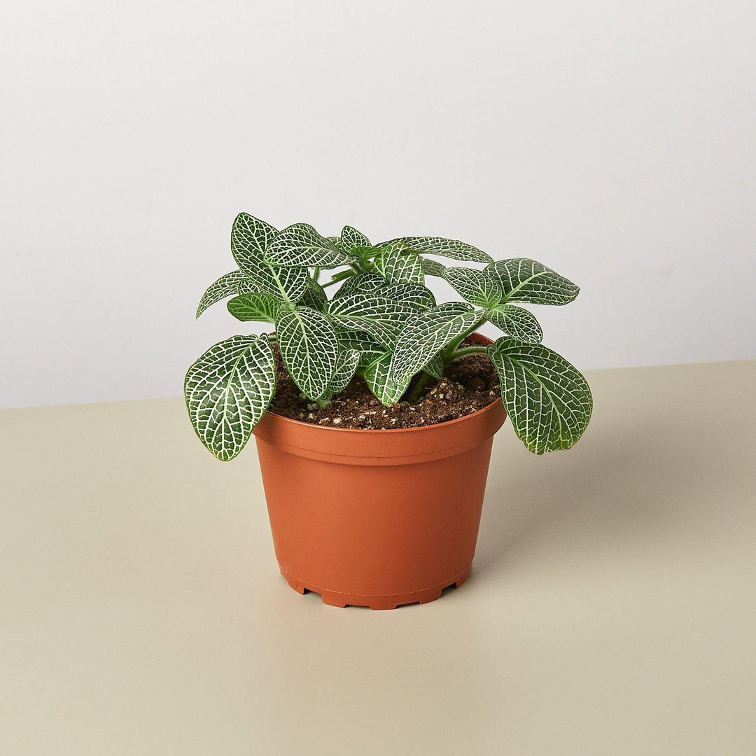 Fittonia 'White' - Casey & Company