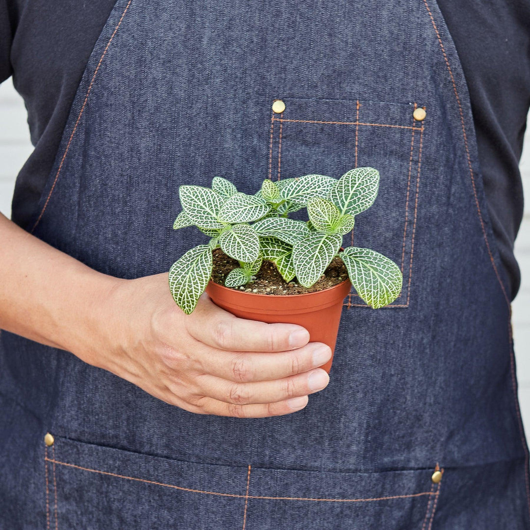 Fittonia 'White' - Casey & Company