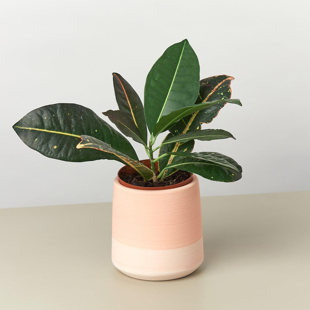 Gradient Cylinder Pot - 5 Inch - Casey & Company