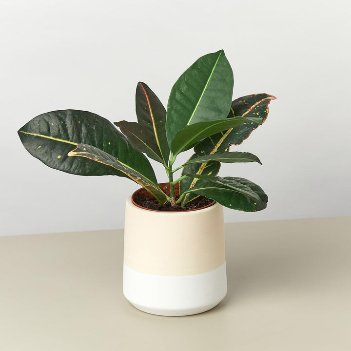 Gradient Cylinder Pot - 5 Inch - Casey & Company