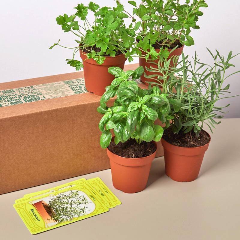 Herb Bundle - 4 Pack - Casey & Company