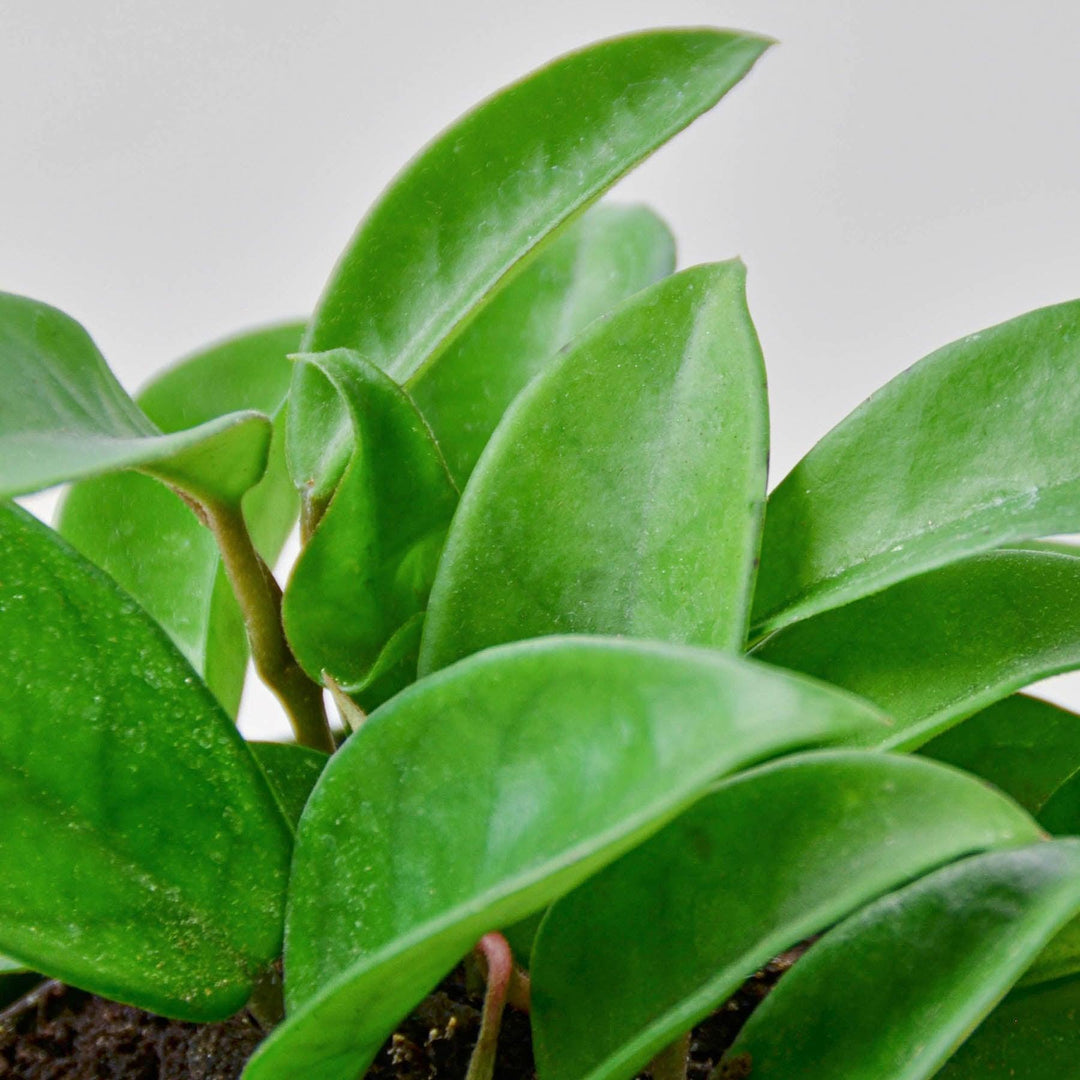 Hoya Carnosa - Casey & Company