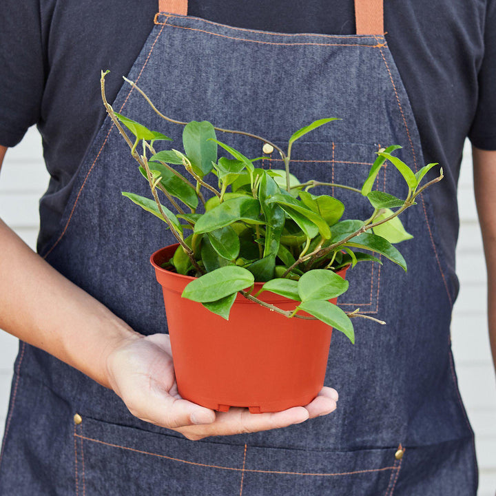 Hoya Carnosa - Casey & Company