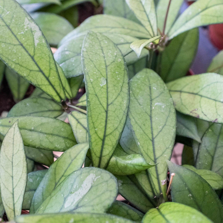 Hoya 'Crassipetiolata' - Casey & Company