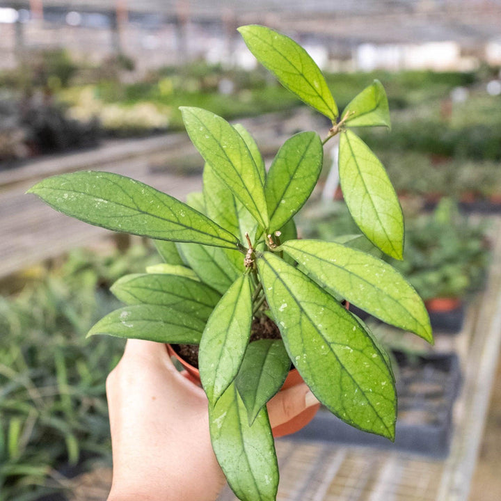 Hoya 'Crassipetiolata' - Casey & Company