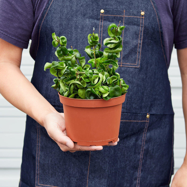 Hoya Rope Plant - Casey & Company