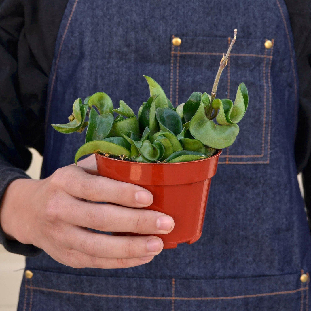 Hoya Rope Plant - Casey & Company