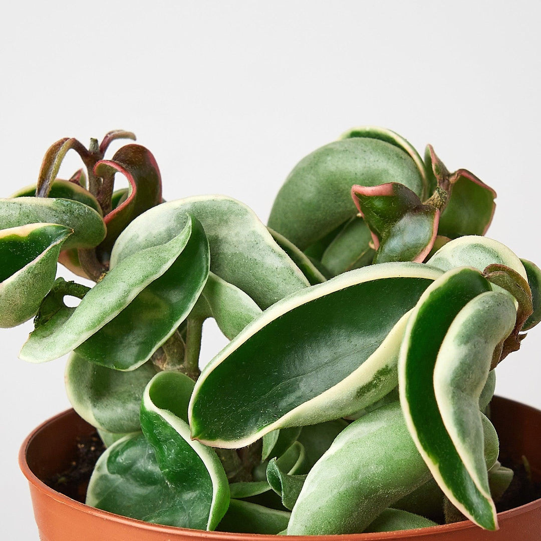 Hoya 'Rope Plant' Variegated - Casey & Company