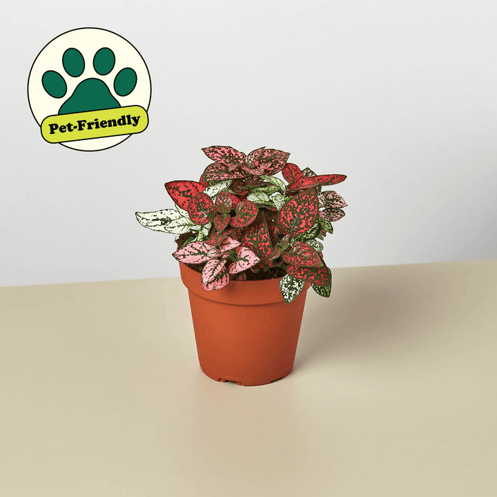 Hypoestes 'Polka Dot' - Casey & Company