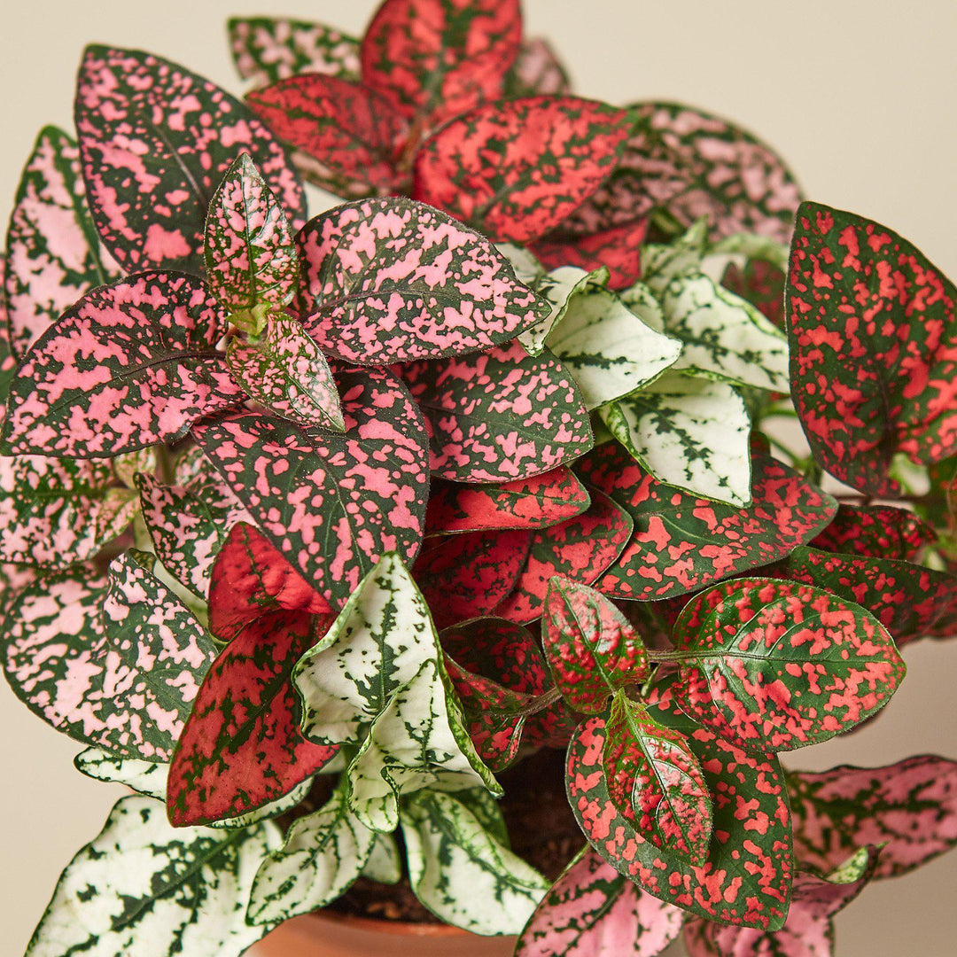 Hypoestes 'Polka Dot' - Casey & Company