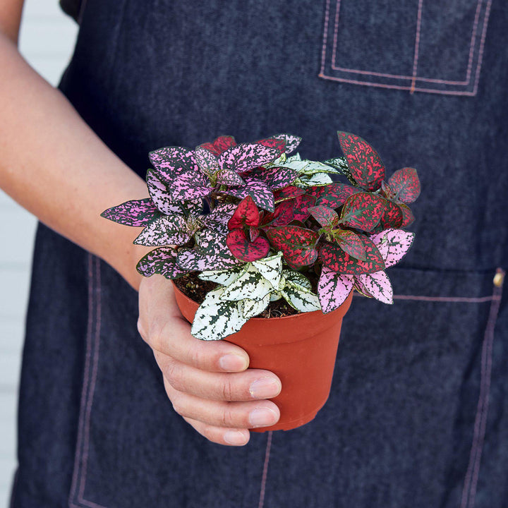 Hypoestes 'Polka Dot' - Casey & Company