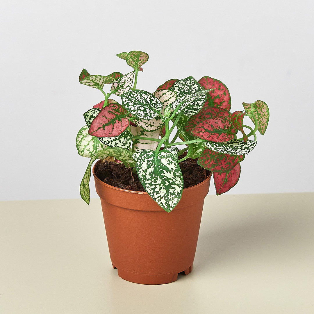 Hypoestes 'Polka Dot' - Casey & Company