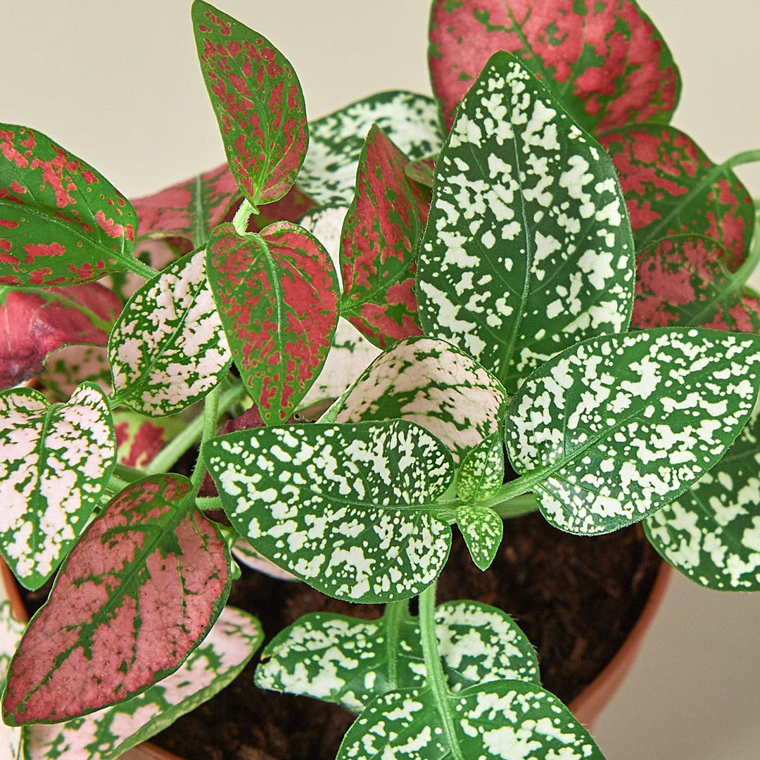 Hypoestes 'Polka Dot' - Casey & Company