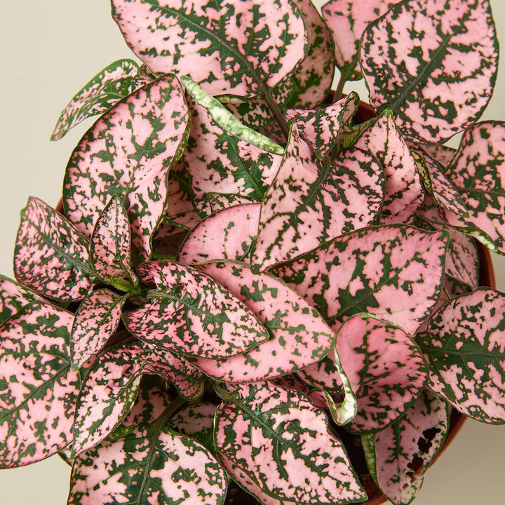 Hypoestes 'Polka Dot' - Casey & Company