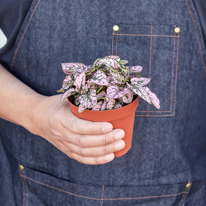 Hypoestes 'Polka Dot' - Casey & Company