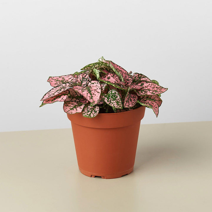 Hypoestes 'Polka Dot' - Casey & Company