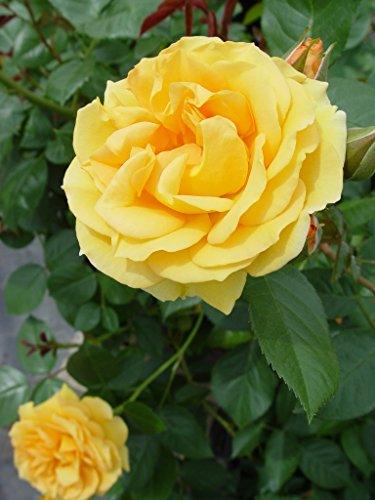 Julia Child™ Floribunda Rose – Casey & Company