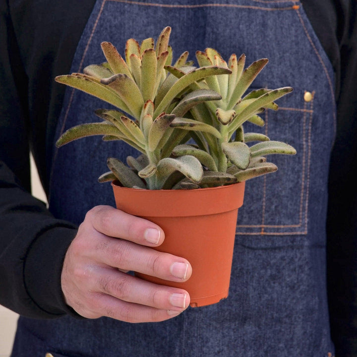 Kalanchoe Tomentosa 'Chocolate Soldier' Succulent - 4" Pot - Casey & Company