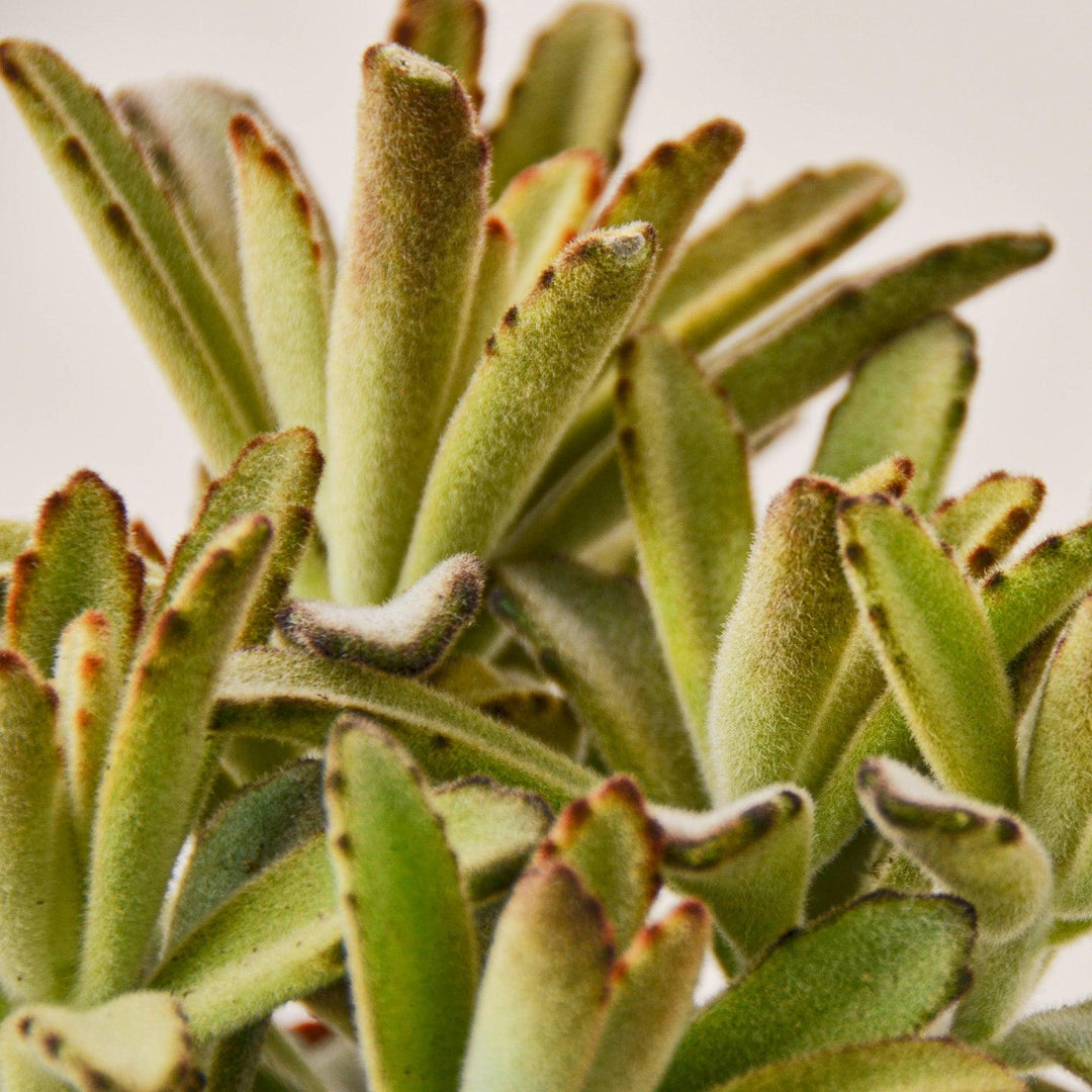 Kalanchoe Tomentosa 'Chocolate Soldier' Succulent - 4" Pot - Casey & Company