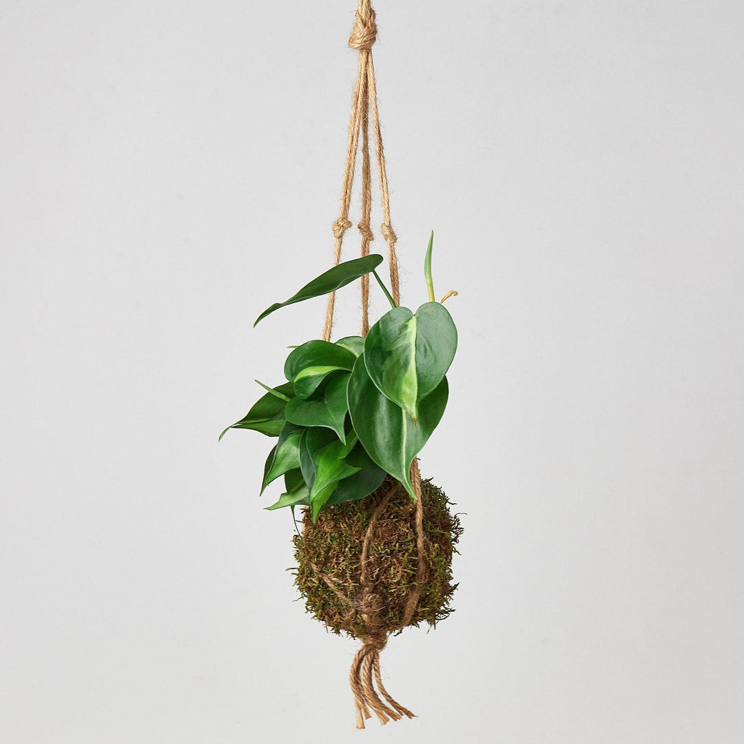 Kokedama Moss Ball Hanging Plant - Casey & Company