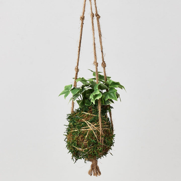 Kokedama Moss Ball Hanging Plant - Casey & Company