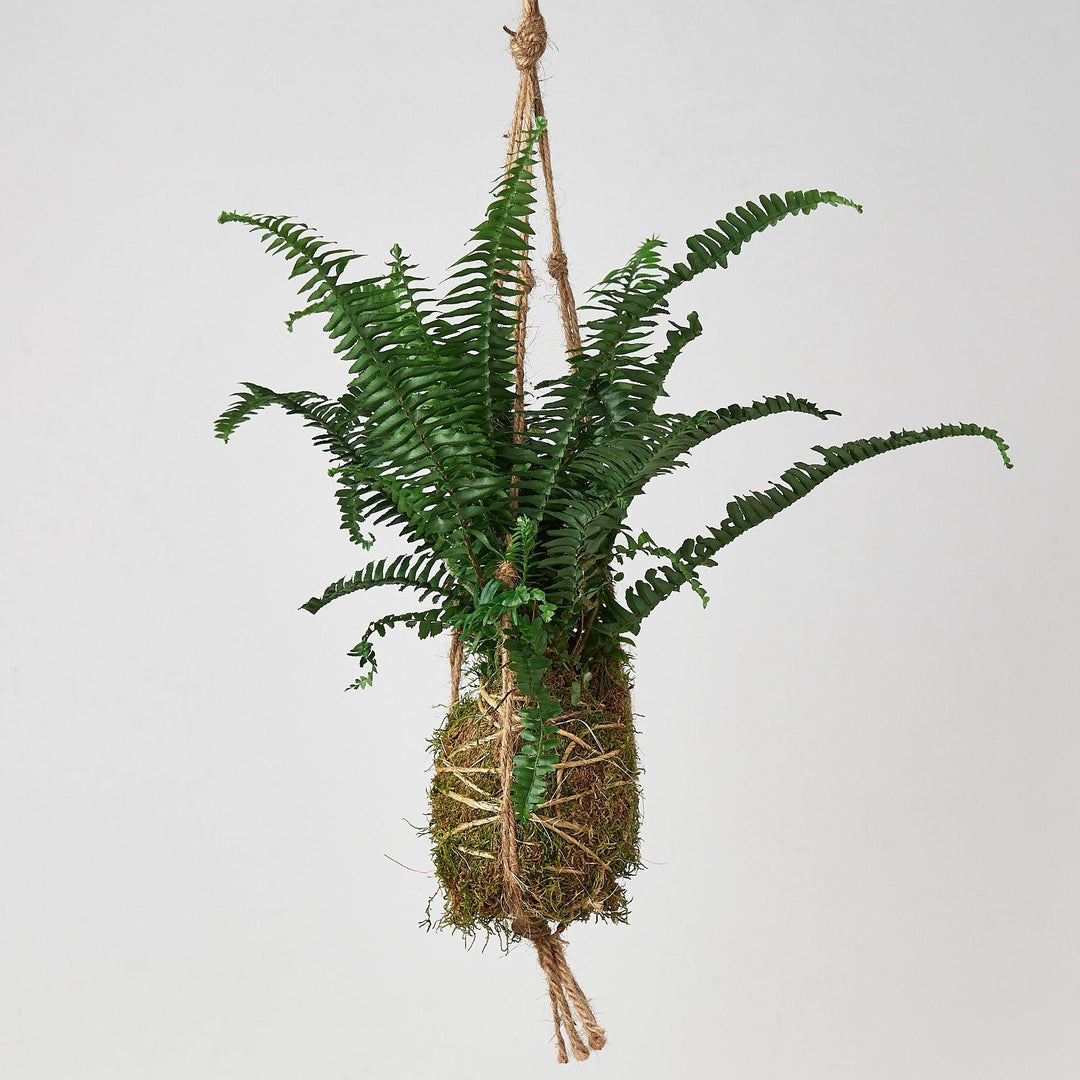 Kokedama Moss Ball Hanging Plant - Casey & Company