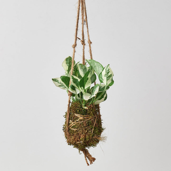 Kokedama Moss Ball Hanging Plant - Casey & Company